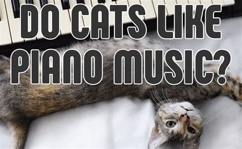 do cats like piano music? how do they react to different types of musical notes?